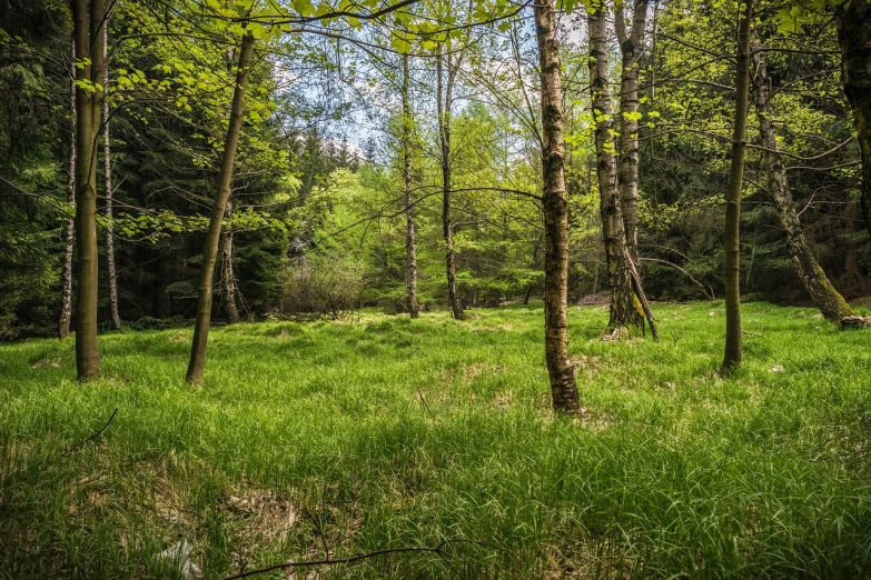 a lush green forest filled with lots of trees, a picture, by Thomas Häfner, les nabis, meadow in the forest, 2 4 mm iso 8 0 0, warm spring, filled with fauna