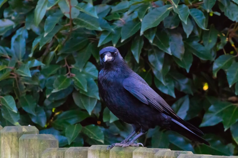 a black bird sitting on top of a wooden fence, a portrait, renaissance, in the yard, dressed in black velvet, f/3.5, crow