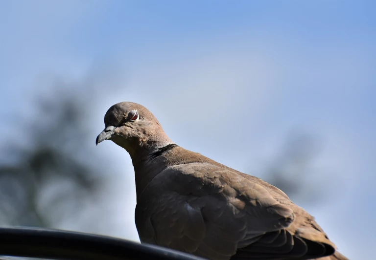 a close up of a bird on top of a car, a portrait, shutterstock, dove, low angle photo, looking backwards, flash photo