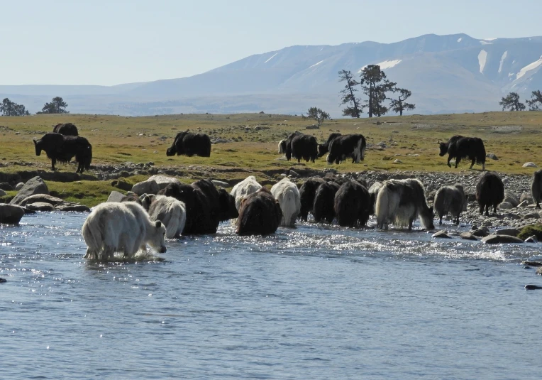 a herd of yaks drinking water from a river, by Dietmar Damerau, flickr, hurufiyya, inuit heritage, in the steppe, the hair floats on the water, white