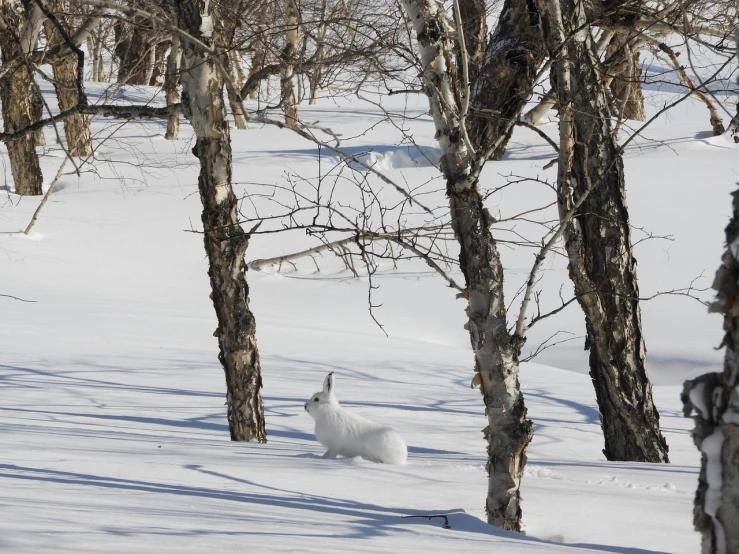 a white dog running through a snow covered forest, by Kiyohara Tama, flickr, rabbit, near lake baikal, camouflage, llama