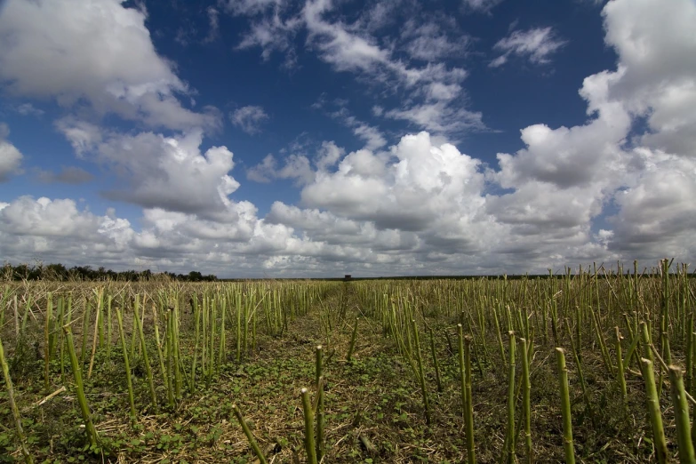 a field of tall grass with clouds in the background, by Dietmar Damerau, flickr, land art, asparagus, cotton, bocage, wide angle shots