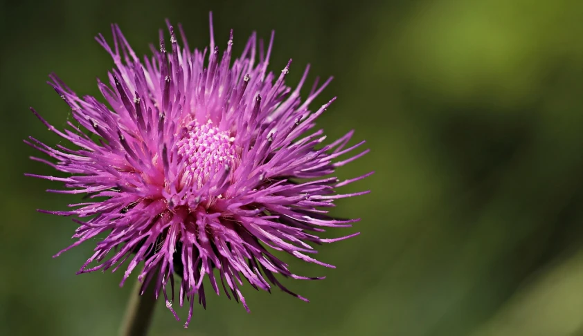 a close up of a flower with a blurry background, flickr, hurufiyya, thistle, magenta, hyperdetailed, stella alpina flower