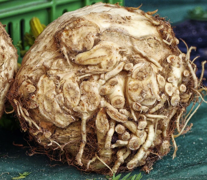 a bunch of celery sitting on top of a table, renaissance, hen of the woods mushrooms, covered with roots, intricate foreground, high quality product image”