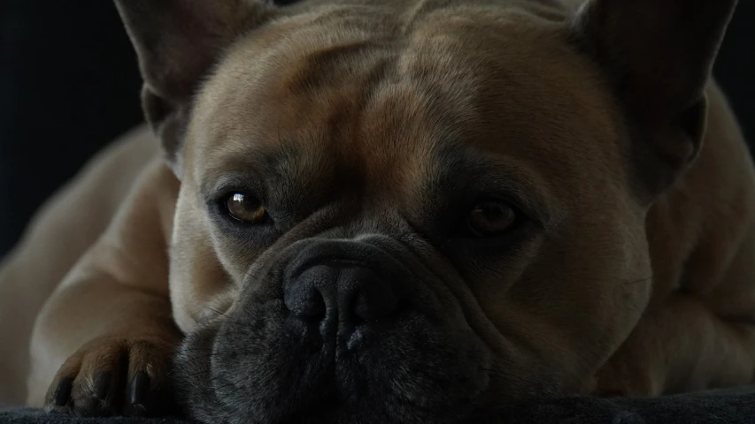 a close up of a dog laying on a couch, a portrait, by Emma Andijewska, flickr, french bulldog, fierce expression 4k, perfectly shaded face, that resembles a bull\'s