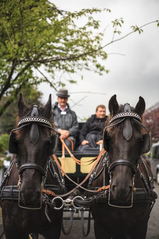 a couple of horses pulling a carriage down a street, a portrait, by Dan Frazier, funeral, close - up portrait shot, sparkling atmosphere, marketing photo