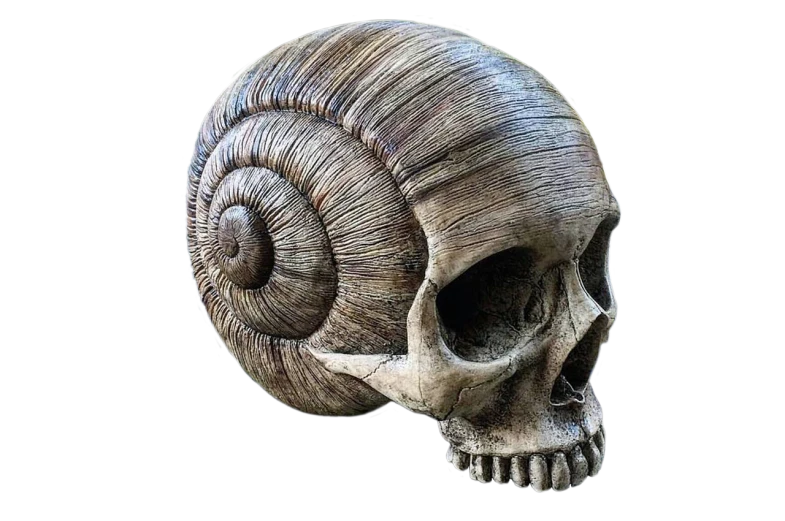 a close up of a skull on a black background, a surrealist sculpture, inspired by Muirhead Bone, new sculpture, snail shell, digital art - w 640, wood art, profile pic