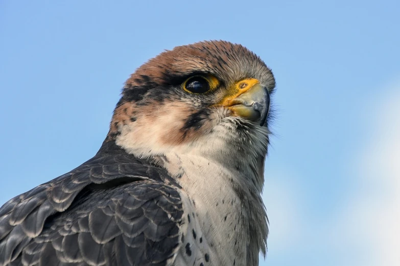 a close up of a bird of prey against a blue sky, a portrait, by Juergen von Huendeberg, shutterstock, hurufiyya, with a round face, closeup 4k, modern high sharpness photo