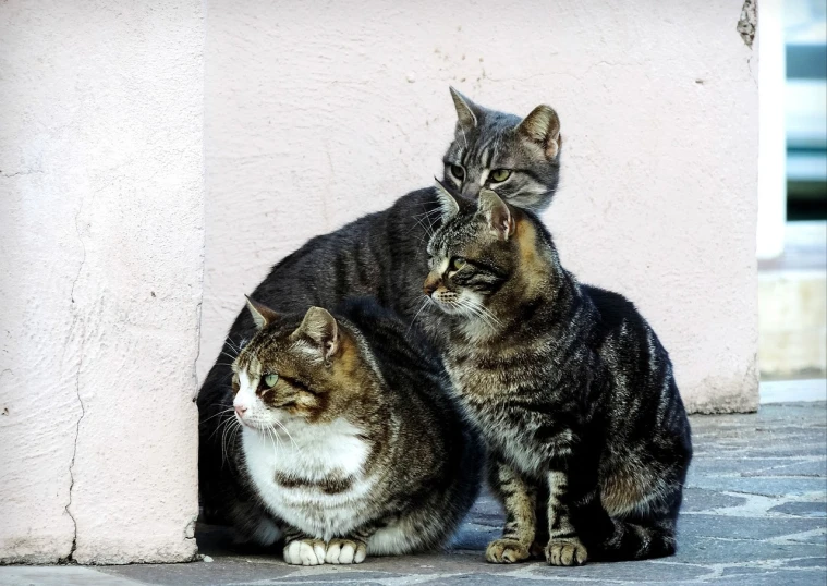 a couple of cats sitting next to each other, by Nándor Katona, flickr, the three moiras, stacked, in a square, nice composition