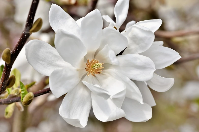 a close up of a white flower on a tree, a portrait, by Jim Nelson, shutterstock, magnolia stems, stunning and rich detail, front closeup, beautiful large flowers