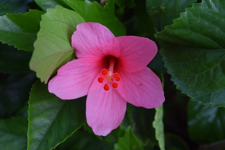 a close up of a pink flower with green leaves, a picture, hurufiyya, hibiscus, camera photo