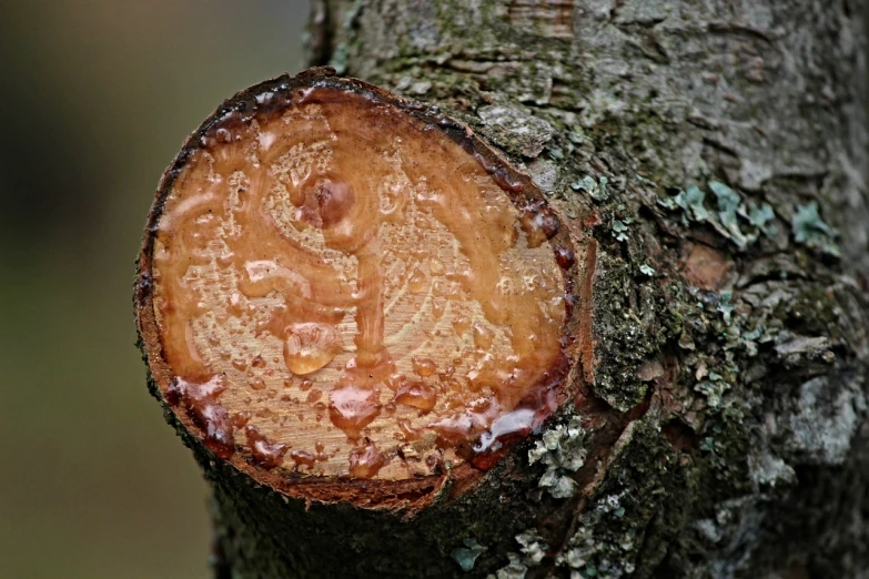 a close up of a piece of wood on a tree, by Jan Rustem, flickr, hurufiyya, after rain, caramel, aum, h. hydrochaeri