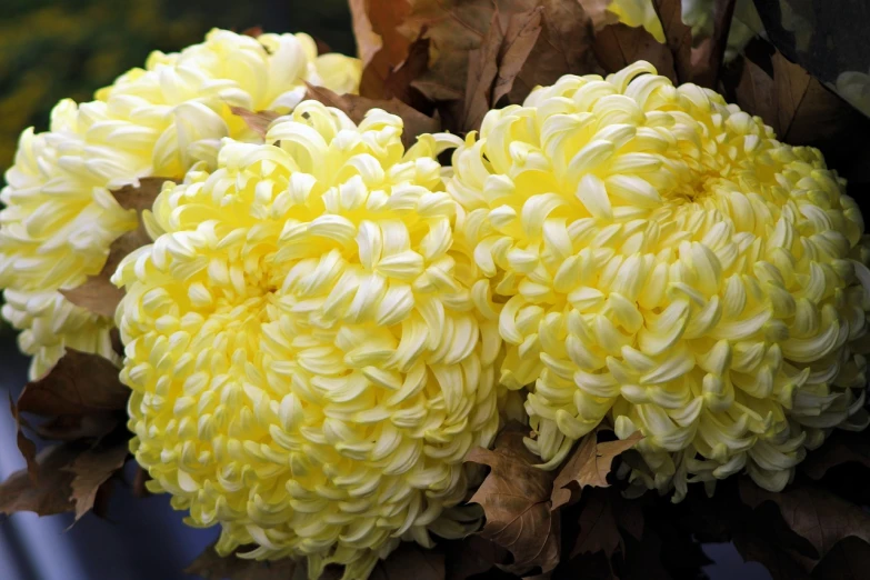 a close up of a bunch of yellow flowers, by Jan Rustem, vanitas, giant dahlia flower head, intense albino, fall season, closeup photo