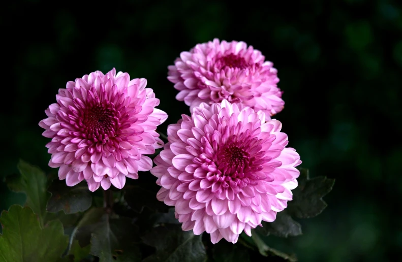 a group of pink flowers sitting on top of a green plant, a portrait, by An Zhengwen, pexels, sōsaku hanga, chrysanthemum eos-1d, black flowers, closeup - view, version 3