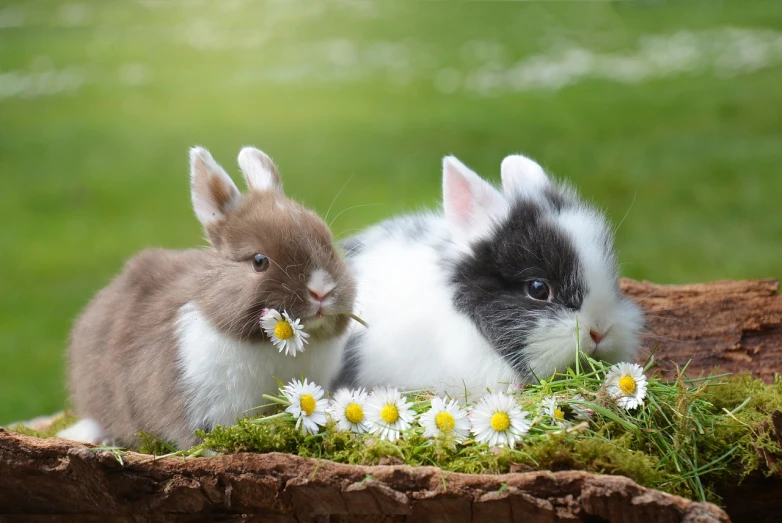 a couple of rabbits sitting next to each other, a picture, by Maksimilijan Vanka, trending on pixabay, lying on a bed of daisies, with chicks, avatar image, beauty shot