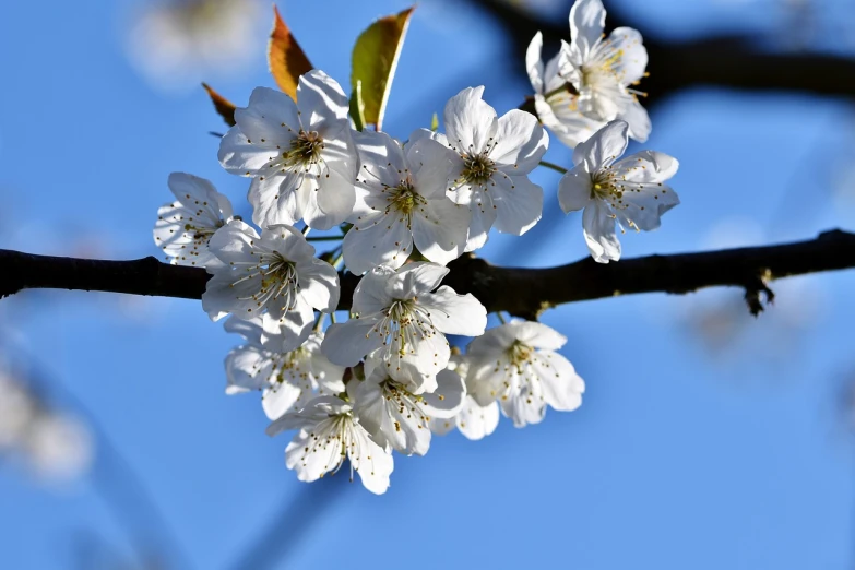 a branch with white flowers against a blue sky, a picture, by Niko Henrichon, pixabay, cherries, 1 6 x 1 6, detail, imari