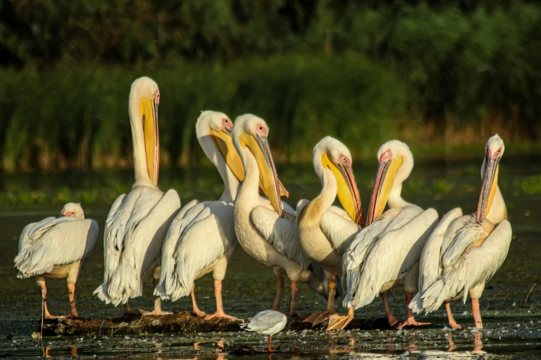 a group of pelicans standing on a log in the water, a portrait, by Paweł Kluza, shutterstock, albino, stock photo