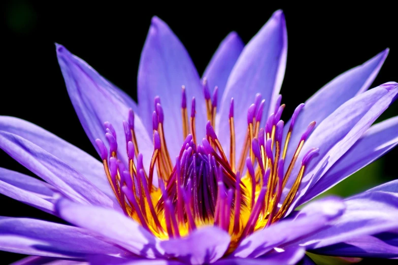 a close up of a purple water lily, a macro photograph, by Leonard Bahr, pexels, hurufiyya, vivid vibrant deep colors, lily flowers. 8 k, intricate beautiful close up, burst of colour