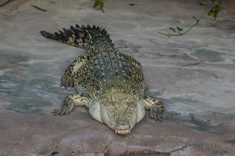 a large alligator laying on top of a rock, a picture, pixabay, sumatraism, with a white muzzle, happy wise. he has bouncy belly, in the zoo exhibit, bumpy mottled skin