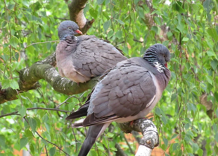 a couple of birds sitting on top of a tree branch, a photo, pixabay, pigeon, older male, photo realistic”, resting