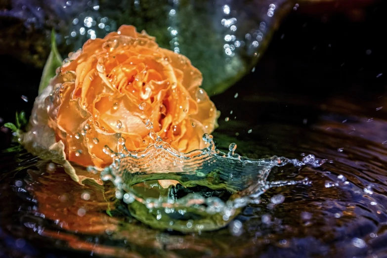 a close up of a flower with water splashing on it, a picture, by Jan Rustem, art photography, roses in cinematic light, oranges floating in the water, shallow depth of field hdr 8 k, shot on hasselblad