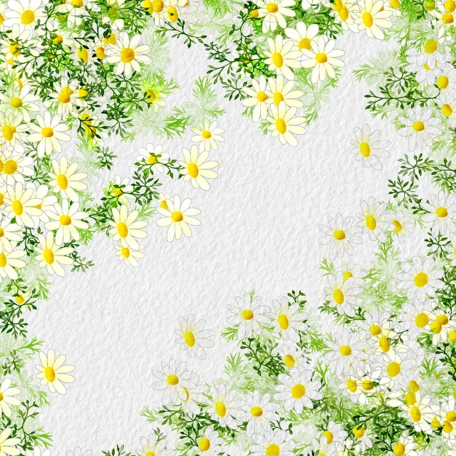 a watercolor painting of yellow and white daisies, by Li Mei-shu, trending on pixabay, handcrafted paper background, white background”, background image, tileable texture