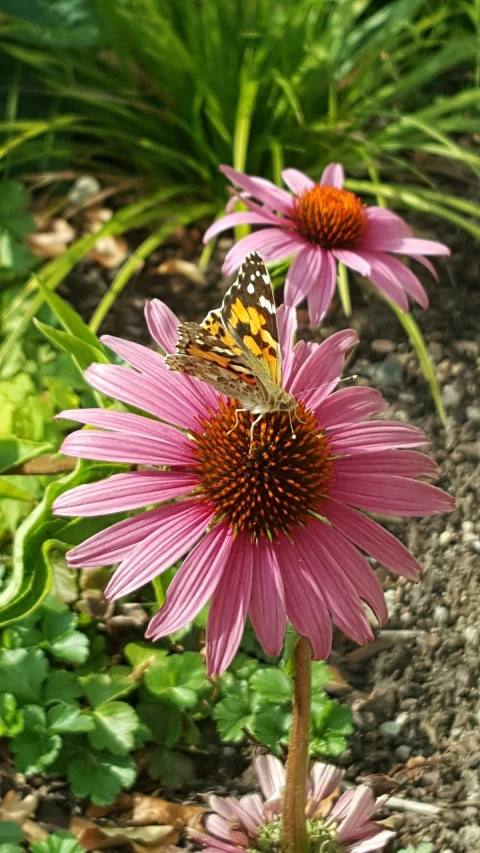 a close up of a flower with a butterfly on it, by Susan Heidi, flickr, renaissance, cone, summer day, looking towards camera, sitting down