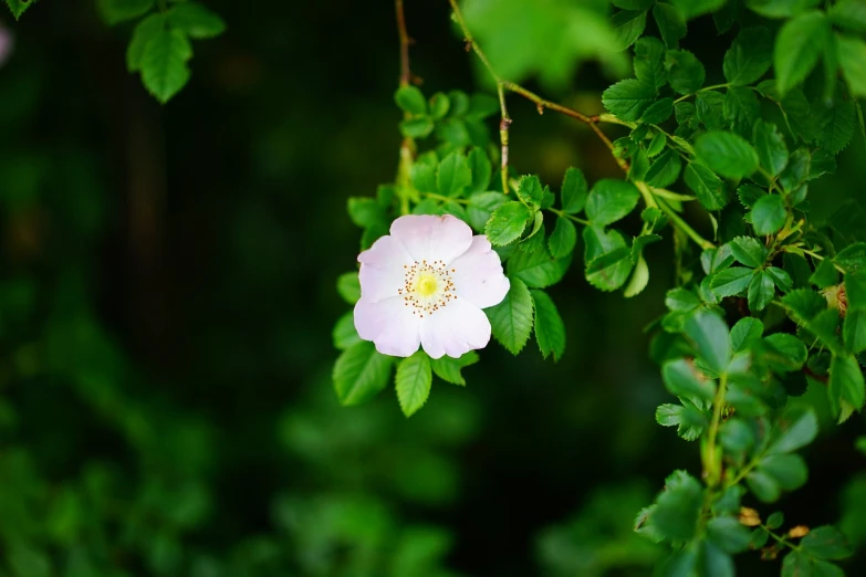 a close up of a flower on a tree branch, romanticism, rose-brambles, with a white muzzle, in a woodland glade, high resolution