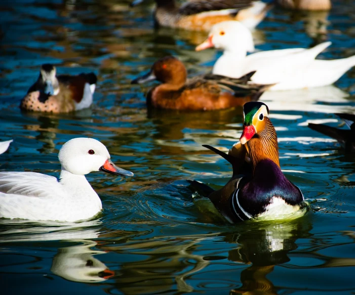 a group of ducks floating on top of a body of water, a photo, by Jan Rustem, shutterstock, colorful high contrast, animals mating, stock photo