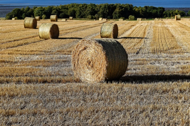 hay bales in a field with the ocean in the background, a picture, inspired by David Ramsay Hay, pixabay, land art, forest plains of yorkshire, high quality product image”