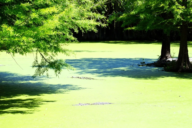 a pond filled with lots of green water next to trees, a photo, inspired by Ethel Schwabacher, land art, anthropomorphic alligator, louisiana, closeup!!!!!!, taken with a pentax k1000