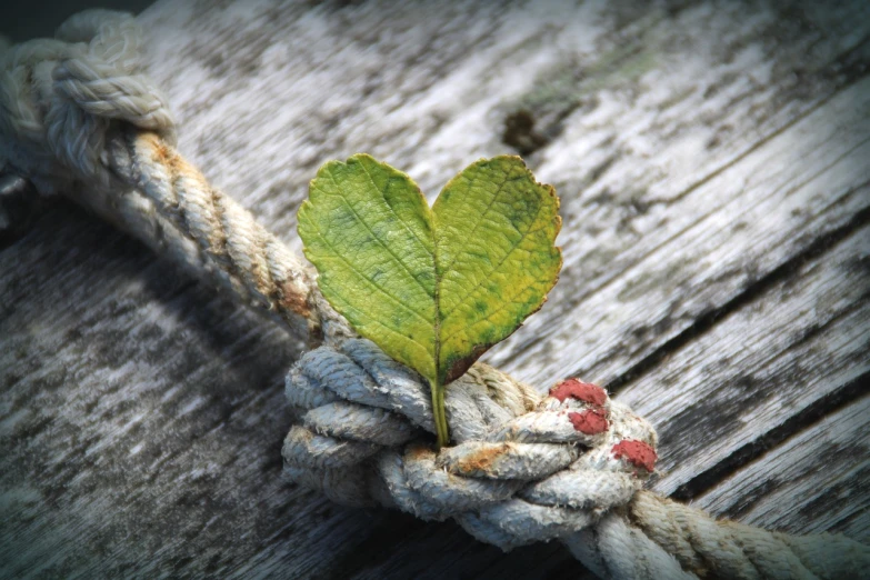 a close up of a leaf on a rope, a picture, by Edward Corbett, environmental art, heart, sitting on a wooden dock, wallpaper mobile, on ship