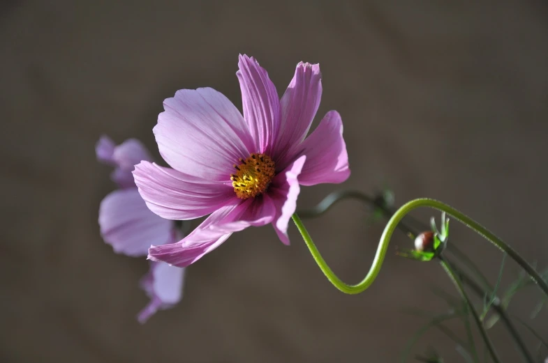 a close up of a pink flower in a vase, a macro photograph, romanticism, cosmos in the background, twisting organic tendrils, gentle shadowing, above side view