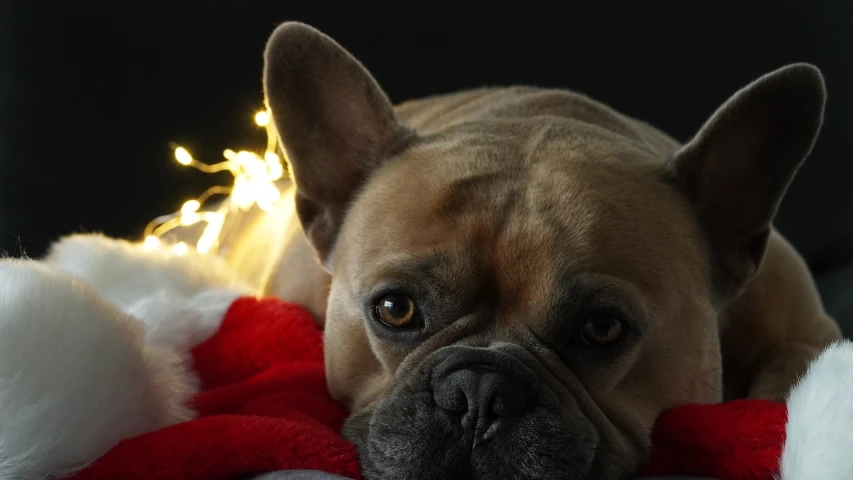 a dog that is laying down on a blanket, a portrait, by Emma Andijewska, pexels, christmas lights, french bulldog, dramatic lighting; 4k 8k, a blond