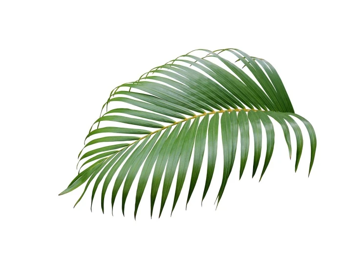 a close up of a palm leaf on a white background, a stock photo, by Rhea Carmi, shutterstock, hurufiyya, in style of realistic, above side view, isometric view, very accurate photo