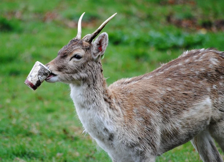 a deer standing on top of a lush green field, a picture, by Robert Brackman, flickr, licking tongue, hand, including a long tail, foam