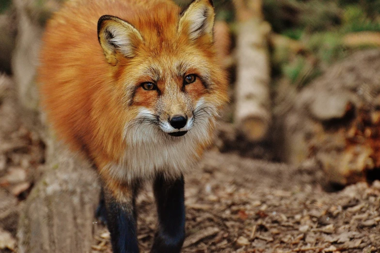 a close up of a red fox in the woods, orange extremely coherent, danny fox, fox legs, beautiful wallpaper