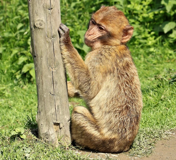 a monkey sitting on the ground next to a wooden pole, shutterstock, renaissance, istockphoto, young female, scratching post, 3 4 5 3 1