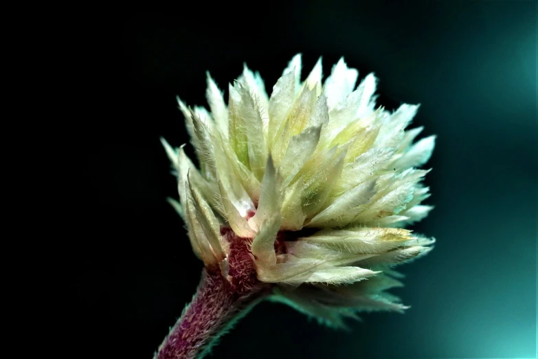 a close up of a flower on a stem, a macro photograph, hurufiyya, pale green glow, fluffy, flower sepals forming helmet, highly microdetailed