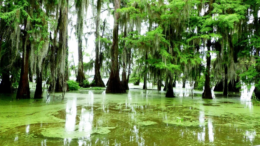 a swamp filled with lots of trees covered in moss, by Robert Lee Eskridge, flickr, in louisiana, floathing underwater in a lake, majestic masterpiece, hi-res photo