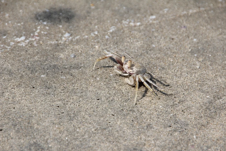 a crab that is sitting in the sand, a photo, spiders!!!!, high res photo, viewed from the side, sprawled out