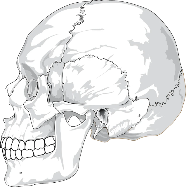 a black and white image of a human skull, an illustration of, massurrealism, side view centered, full color illustration, neanderthal people, white human spine