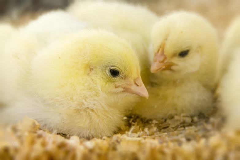 a group of baby chickens sitting on top of a pile of hay, a portrait, by Matt Cavotta, flickr, closeup 4k, bottom angle, two male, watch photo