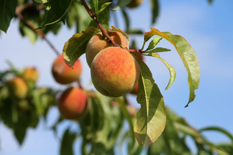 a peach hanging from the branch of a tree, by Werner Gutzeit, pixabay, renaissance, wikimedia commons, neck, pièce de résistance, blush