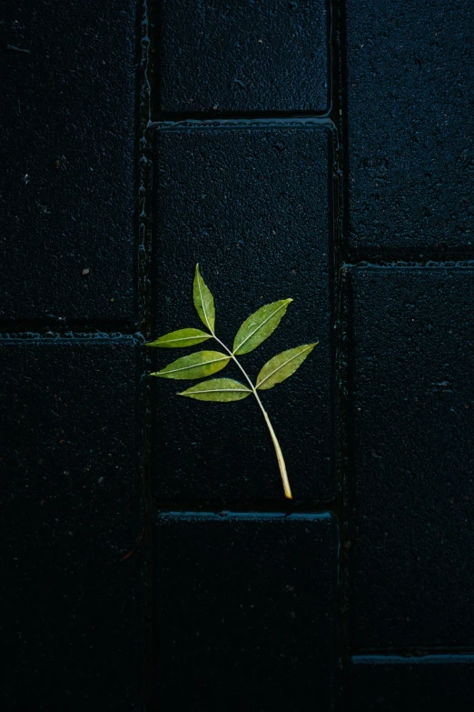 a small green leaf sticking out of a black brick wall, postminimalism, miniature product photo