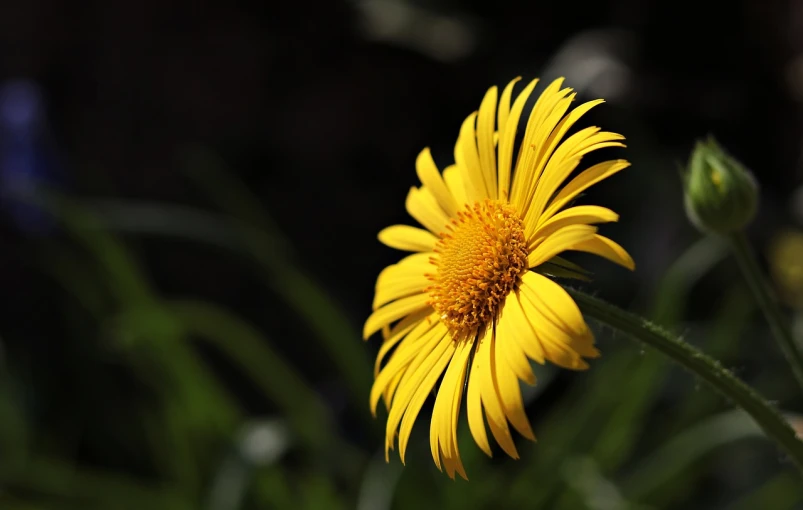 a yellow flower sitting on top of a green plant, a picture, by Hans Schwarz, hurufiyya, strong sunlight, with a black dark background, giant daisy flower under head, soft light from the side