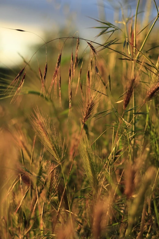 tall grass blowing in the wind on a sunny day, a tilt shift photo, by Thomas Häfner, naturalism, bangalore, late summer evening, ears, post processed 4k