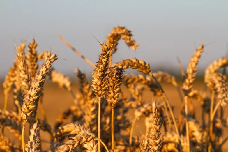 a close up of a bunch of wheat in a field, by Adam Marczyński, pexels, precisionism, late afternoon sun, 1 6 x 1 6, 3 4 5 3 1, mineral grains