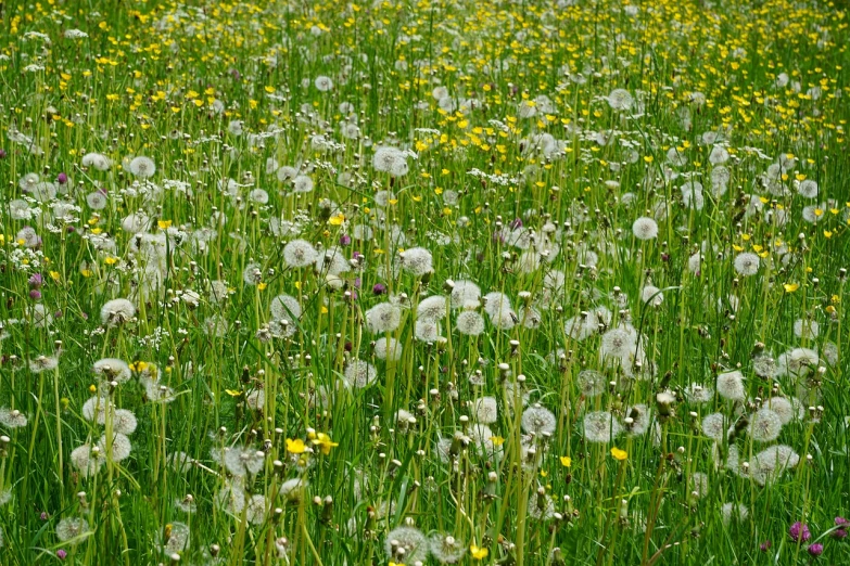 a field full of yellow and white flowers, a photo, by Erwin Bowien, dandelion seeds float, lush green meadow, july 2 0 1 1, white fungal spores everywhere