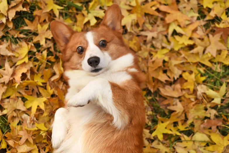 a brown and white dog standing on its hind legs, a portrait, by Julia Pishtar, shutterstock, autumn leaves background, corgi, lying on back, armfold pose!